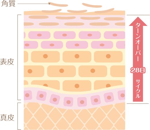 広島の毛穴の開き治療「ハイドラジェントル」角質除去・ターンオーバーを正常化へ導く